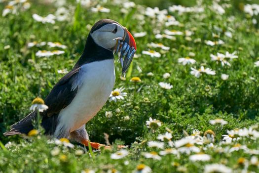 Atlantic puffin (Fratercula arctica) carrying small fish in its beak to feed its chick on Skomer Island off the coast of Pembrokeshire in Wales, United Kingdom