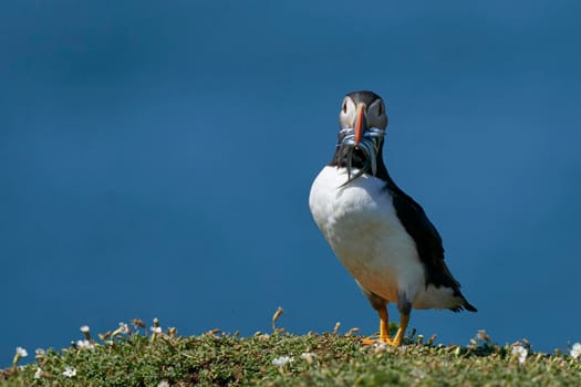 Atlantic puffin (Fratercula arctica) with small fish in its beak to feed its chick on the cliffs of Skomer Island off the coast of Pembrokeshire in Wales, United Kingdom