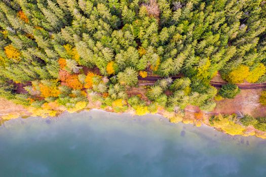 Above view of lake edge and autumn forest. Saint Anne Lake is the only one crater lake from Romania, located  in volcanic crater of Ciomatu Mare Volcano.