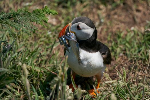 Atlantic puffin (Fratercula arctica) carrying small fish in its beak to feed its chick on Skomer Island off the coast of Pembrokeshire in Wales, United Kingdom