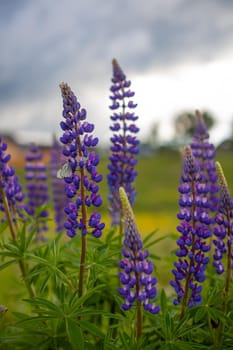 Blooming macro lupine flower. Lupine field with pink purple and blue flower. Bunch of lupines summer flower background. A field of lupines. Violet spring and summer flower