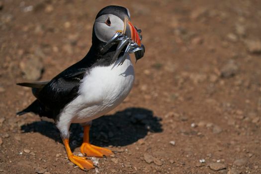 Atlantic puffin (Fratercula arctica) carrying sandeels in its beak to feed its chick on Skomer Island off the coast of Pembrokeshire in Wales, United Kingdom