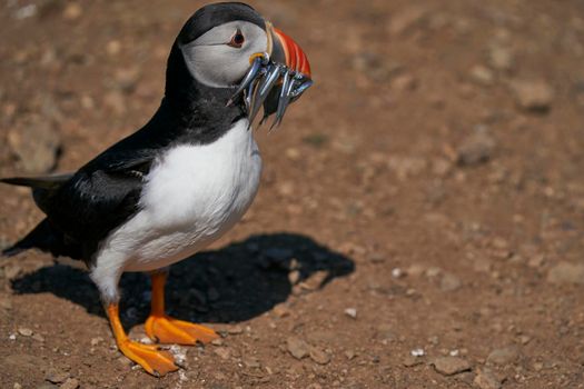 Atlantic puffin (Fratercula arctica) carrying sandeels in its beak to feed its chick on Skomer Island off the coast of Pembrokeshire in Wales, United Kingdom