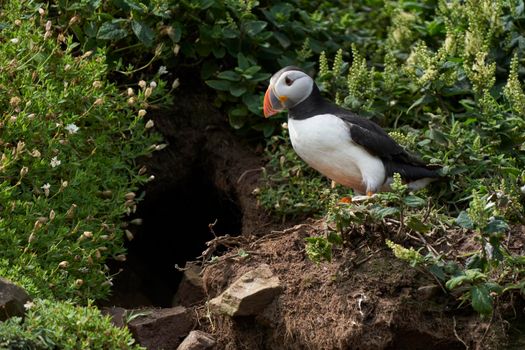 Atlantic puffin (Fratercula arctica) outside its nesting burrow on Skomer Island off the coast of Pembrokeshire in Wales, United Kingdom