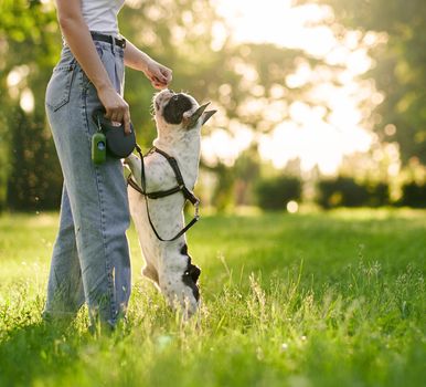 Unrecognizable woman training french bulldog in city park. Purebred pet standing on hind feet, smelling treats from hand of female dog owner, summer sunset on background. Animal training concept.