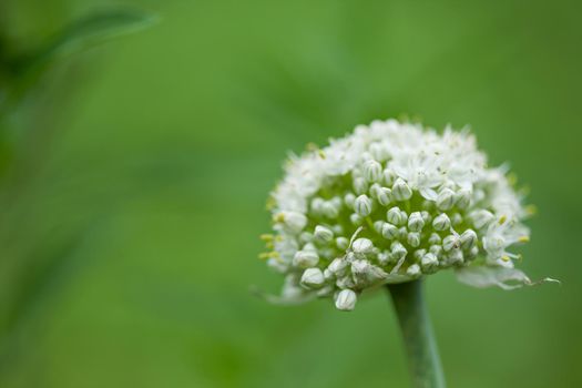 Flower of an onion.  Onion flower set on right side.