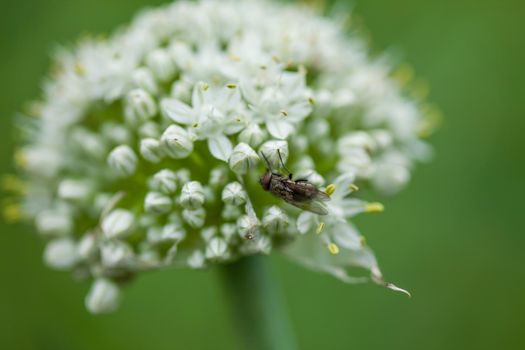 Close-up of a fly on a onion flower.