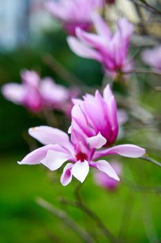 Blooming magnolia flowers in the city park.