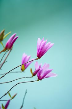 Blooming magnolia flowers in the city park.