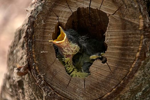 Small bird in a nest inside a tree. Wood, close-up, detail and macro photography, blurred background. Hatchling begging for food