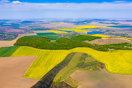 Above view of canola fields near forest and spring landscape