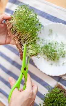 Micro green arugula or mustard sprouts in a bowl on a napkin on the table. Vegetable garden micro green cultivation. Woman cuts off micro-greens with scissors