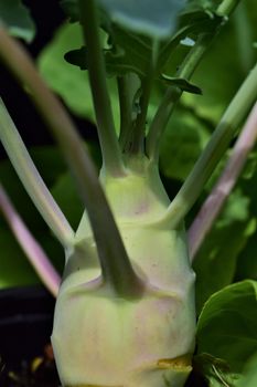 Pear-shaped kohlrabi as a close-up