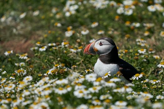 Atlantic puffin (Fratercula arctica) amongst summer flowers on Skomer Island off the coast of Pembrokeshire in Wales, United Kingdom