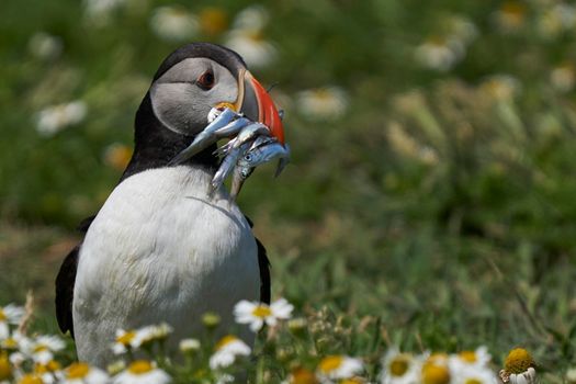 Atlantic puffin (Fratercula arctica) carrying small fish in its beak to feed its chick on Skomer Island off the coast of Pembrokeshire in Wales, United Kingdom