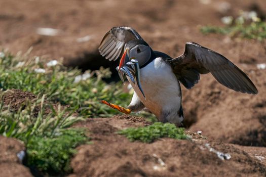 Atlantic puffin (Fratercula arctica) carrying small fish in its beak to feed its chick on Skomer Island off the coast of Pembrokeshire in Wales, United Kingdom