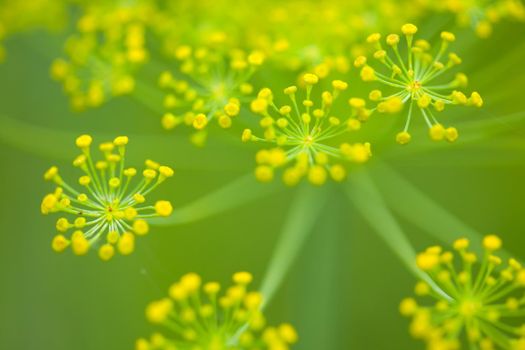 Plenty of dill herbs. (Anethum graveolens l)