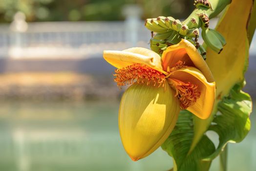 Blossoming flower of banana and small green fruits in a summer garden