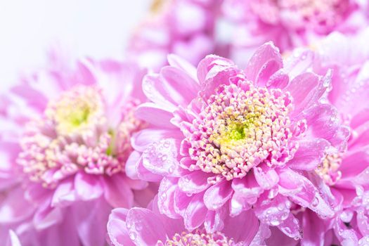 Macro photo of bright pink fresh chrisantemum bouquet