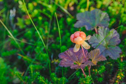 Bright red cloudberry on a background of green leaves
