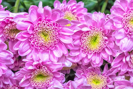 Macro photo of bright pink fresh chrisantemum bouquet