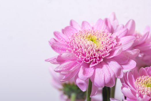 Bright pink chrysanthemum flower in a bouquet on white background