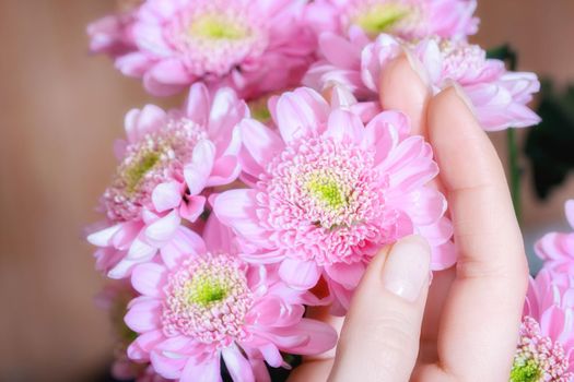 Woman hand hold bright several pink chrysanthemumflowers