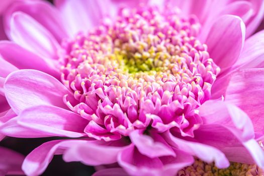 Close up macro of pink chrisantemum with yellow core bouquet background with waterdrops