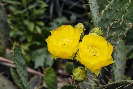 Two yellow wild prickly pear flowers in full bloom