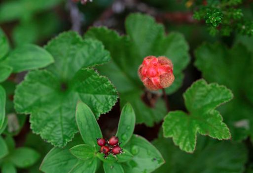 Ripe red cloudberry on a background of green leaves in the boreal forest