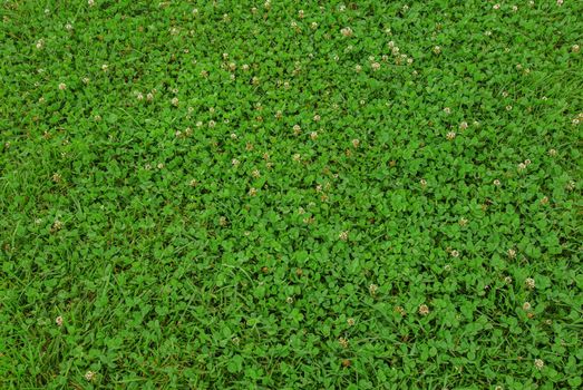 A greenish clover field natural background texture
