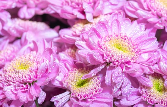 Close up macro of pink chrisantemum with yellow core bouquet background with waterdrops