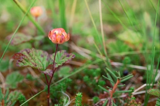 Ripe red cloudberry on a background of green leaves in the boreal forest