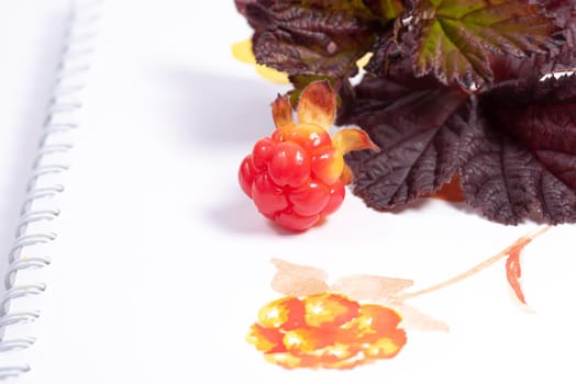 Bright cloudberry with dark leaves laying on a white sketchbook background with painted berry