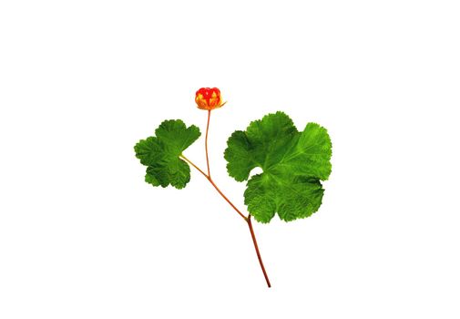 Bright cloudberries with leaves isolated on a white background