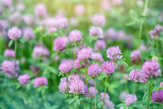 Pink clovers on a bright green and sunbeam flare background