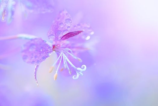 Lilac fireweed flowers with waterdrops close up on an blur pink background