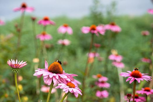 Green gardening. Blooming Echinacea flower, Echinacea purpurea, Purple flowers perennial plant