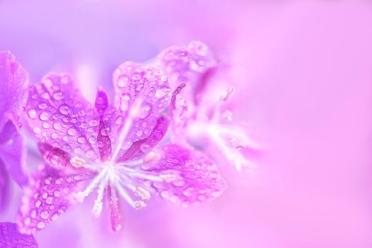 Purple fireweed flowers with waterdrops close up on an blur pink background