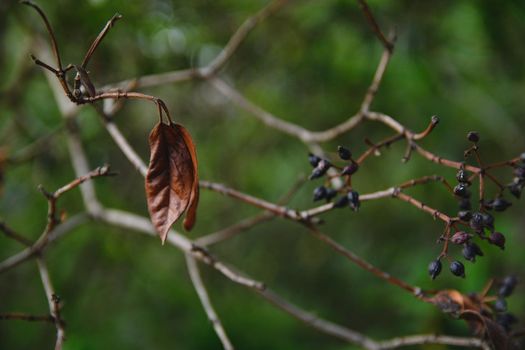 Dry autumn leaf on a branch with black dry berries