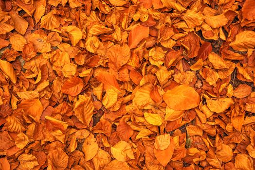 Autumn bright red leaves background surface laying under feet in deep autumn falling