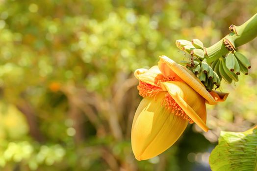 Blossoming flower of banana and small green fruits in a summer garden