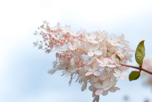 White and pink lilac flowers closeup on sky background. Syringa vulgaris