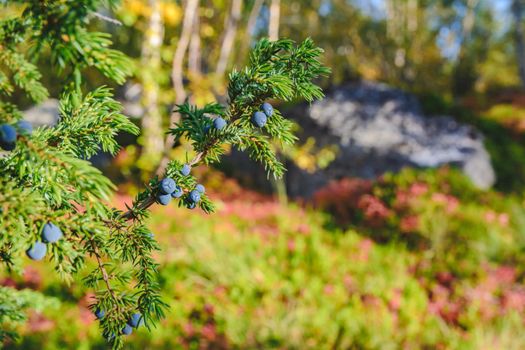 Green juniper bush with berries in the north finland forest