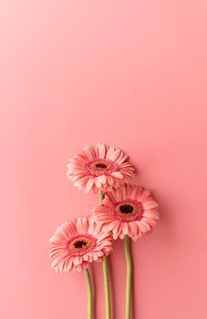Three pink gerbera daisies on pink background. Minimal design flat lay. Pastel colors