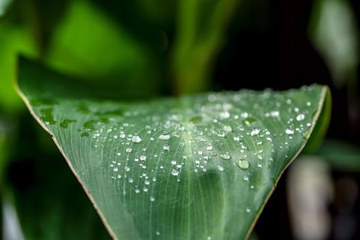 Fresh green leave with dew or rain drops close up