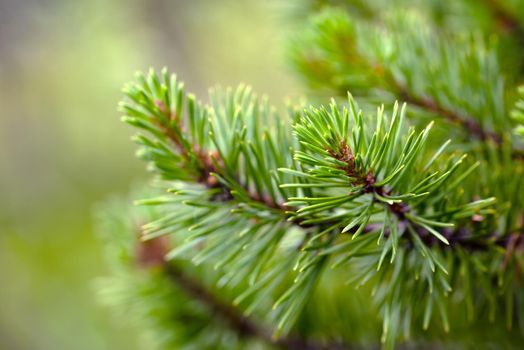 Closeup of green pine needles with a shallow depth of field