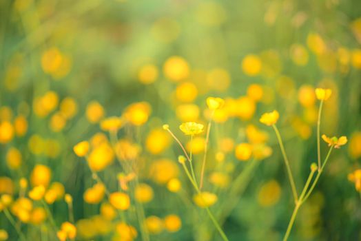 Silverweed, Potentilla anserina yellow flower in the grass and with sunbeam lights