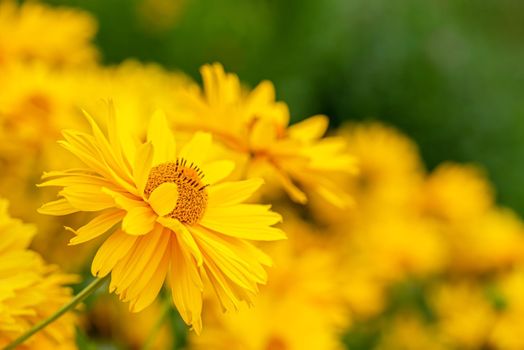 Field of yellow chrysanthemum or gaillardia with flowers head on front view