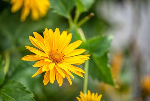 Macro yellow daisy or chrysanthemum flowers in the public garden